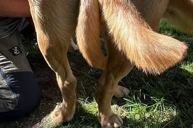 Hoffnung auf kleine Jagdbegleiter