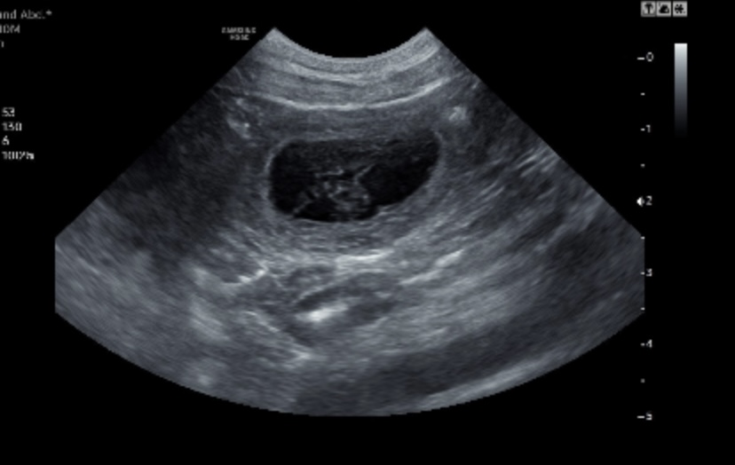 Jagdlicher Nachwuchs in Sicht