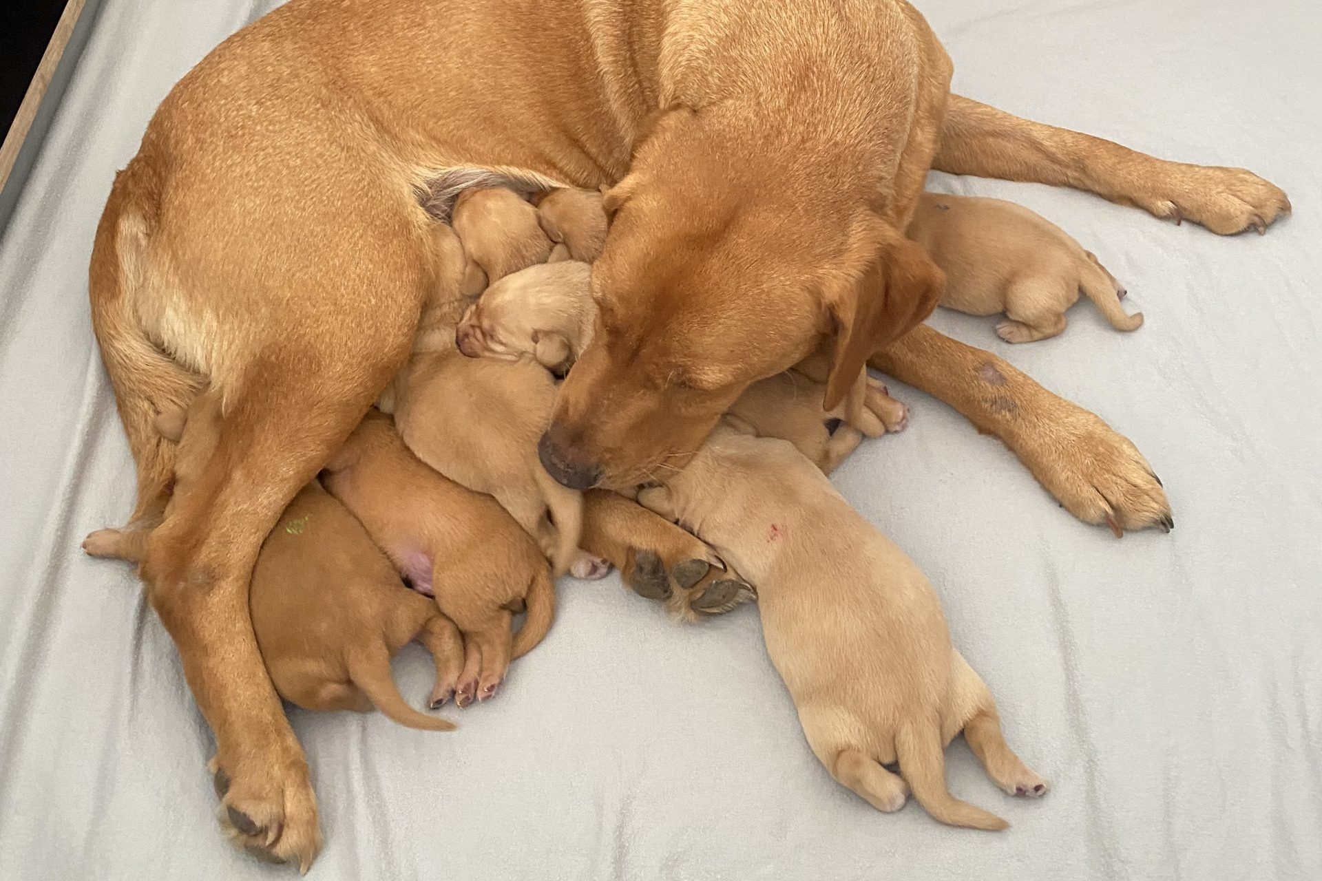 Willkommen, junge Waidgefährten!